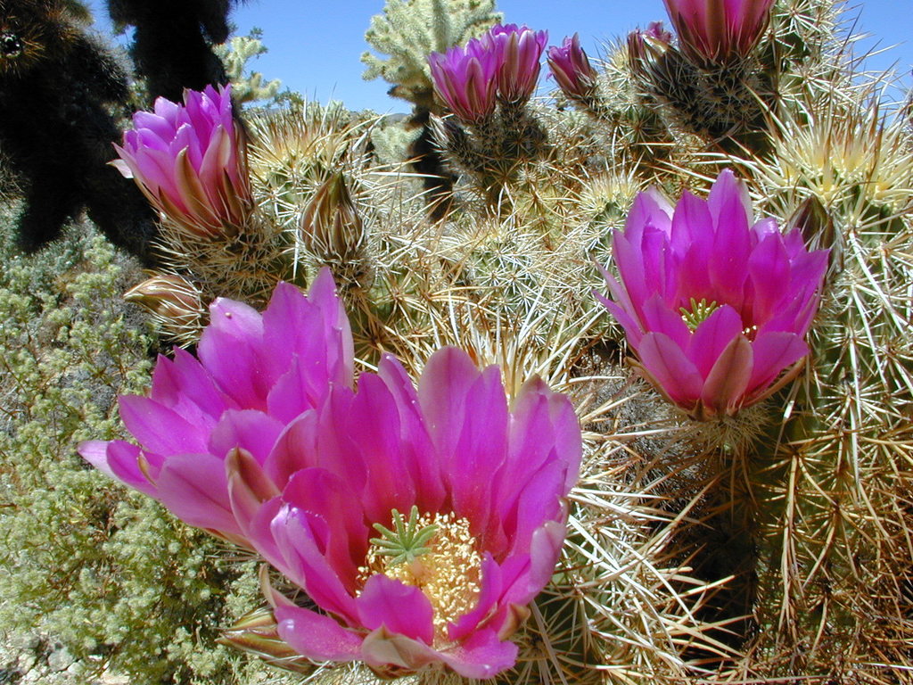 Echinocereus engelmannii var. howei (Howe's hedgehog cactus), California shrub