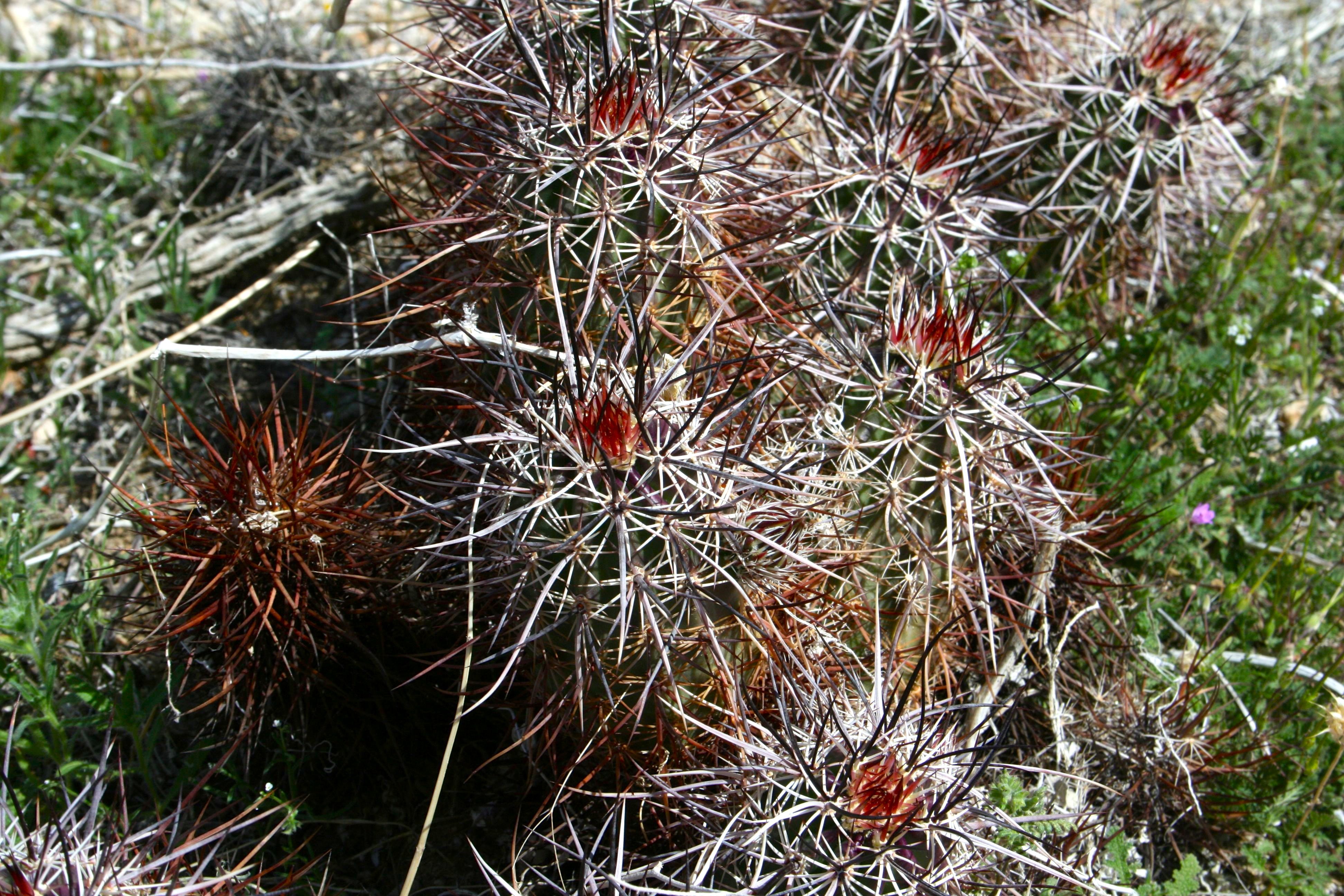 Echinocereus engelmannii (Calico cactus), native California shrub