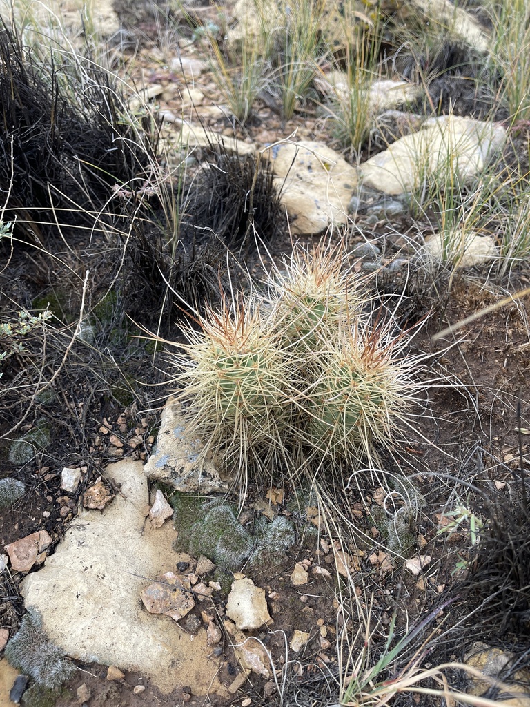 Echinocereus mojavensis (Mojave kingcup cactus), native California shrub