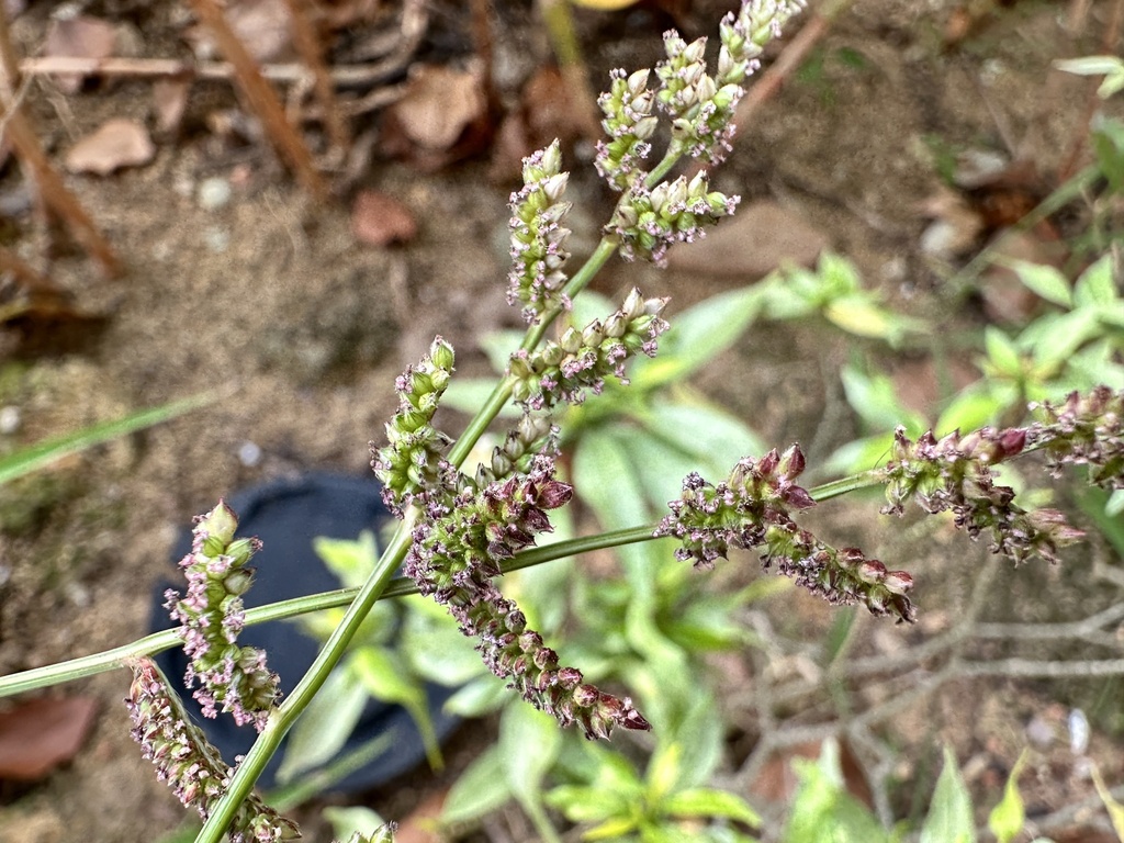 Echinochloa colona (Jungle rice), non-native California grass