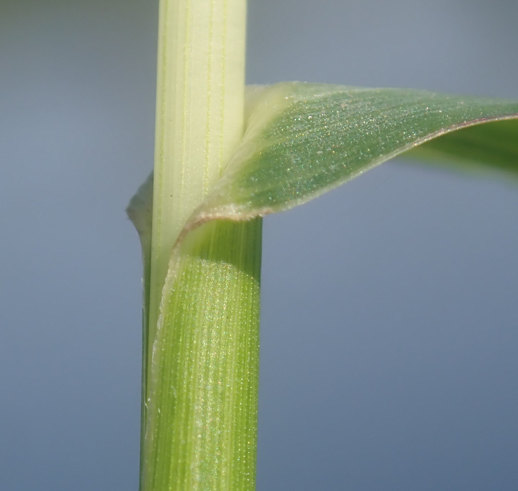 Echinochloa crus-galli (Barnyard grass), non-native California grass