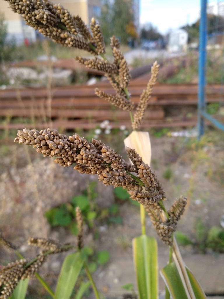 Echinochloa esculenta (Japanese millet), non-native California grass