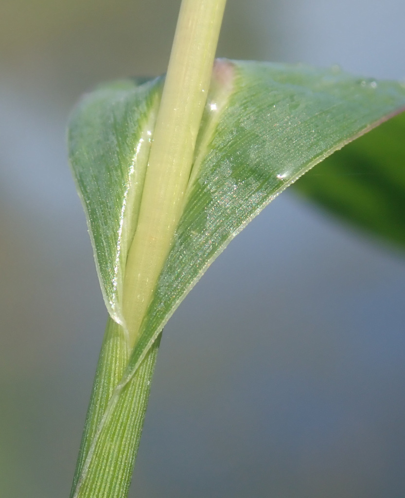 Echinochloa muricata var. microstachya (Rough barnyardgrass), native California grass