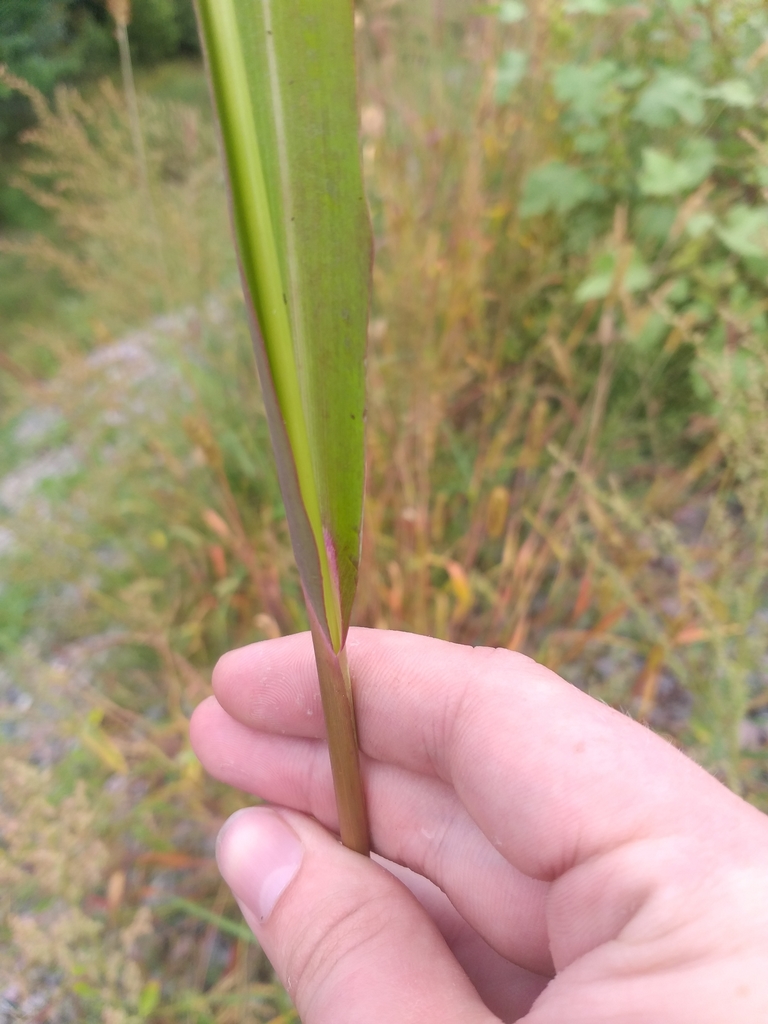 Echinochloa sp. (Barnyard grass), non-native California perennial