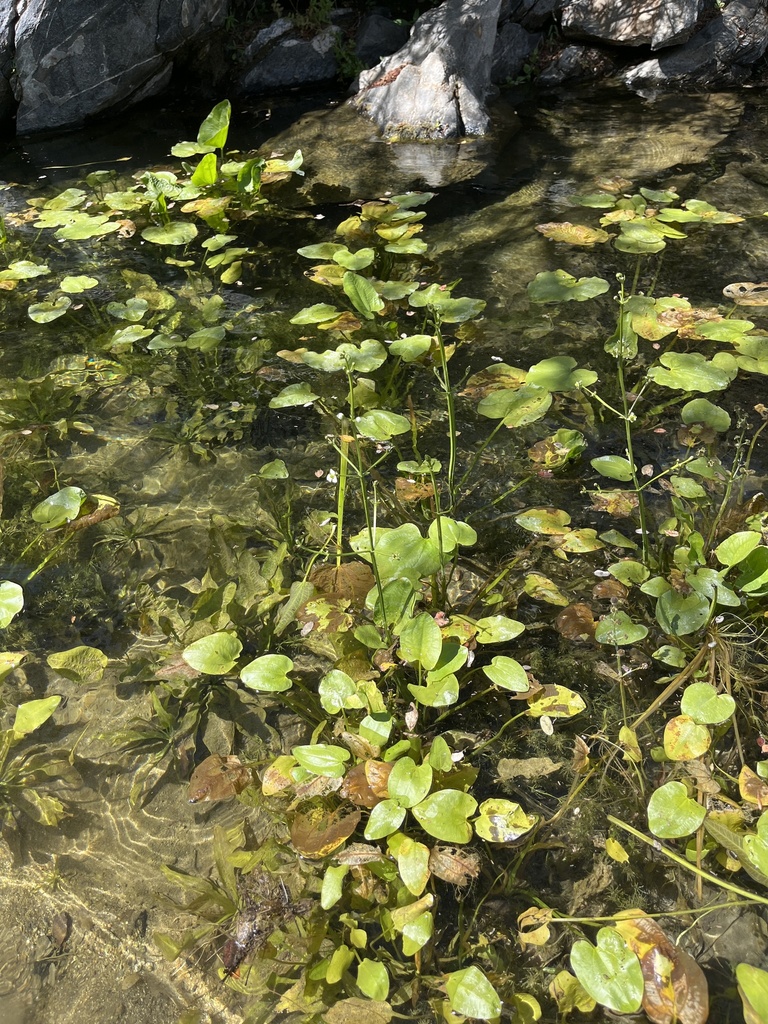 Echinodorus berteroi (Burhead), native California herb