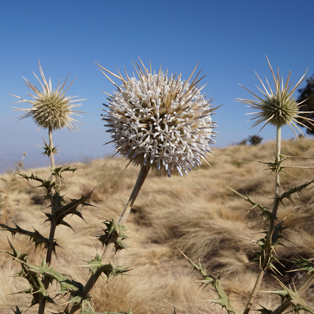 Echinops sp. (Globe thistle), non-native California perennial