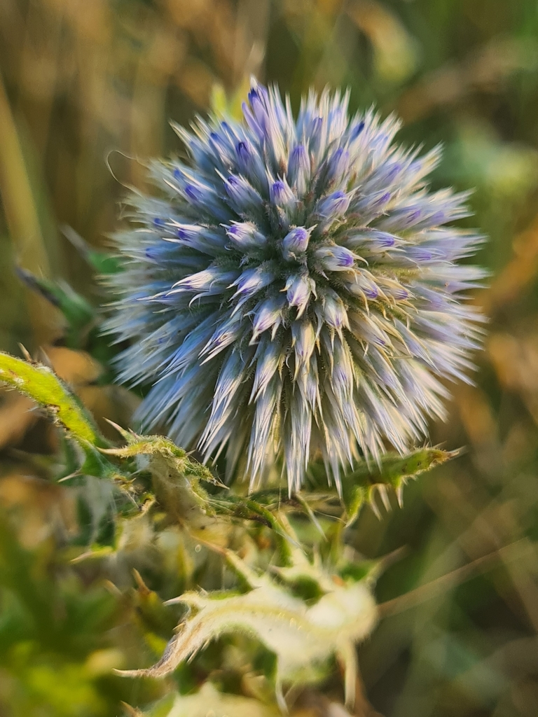 Echinops sphaerocephalus (Globe thistle), non-native California herb
