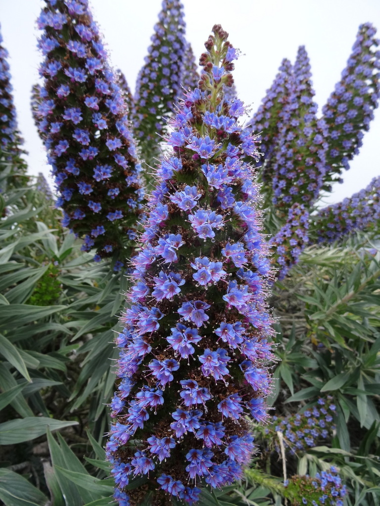Echium candicans (Pride of madeira), non-native California shrub