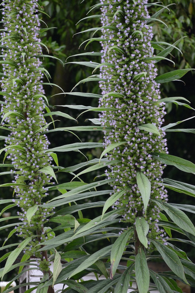 Echium pininana (Tower of jewels), non-native California shrub