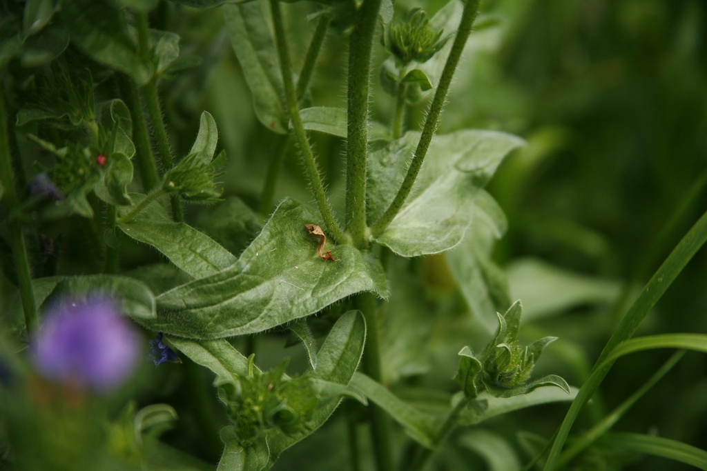 Echium plantagineum (Salvation jane), non-native California herb