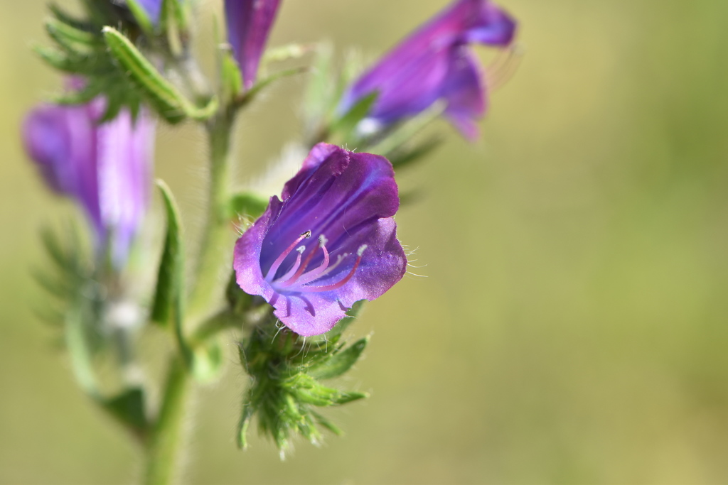 Echium sp., non-native California perennial