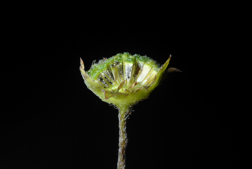 Eclipta prostrata (False daisy), native California herb