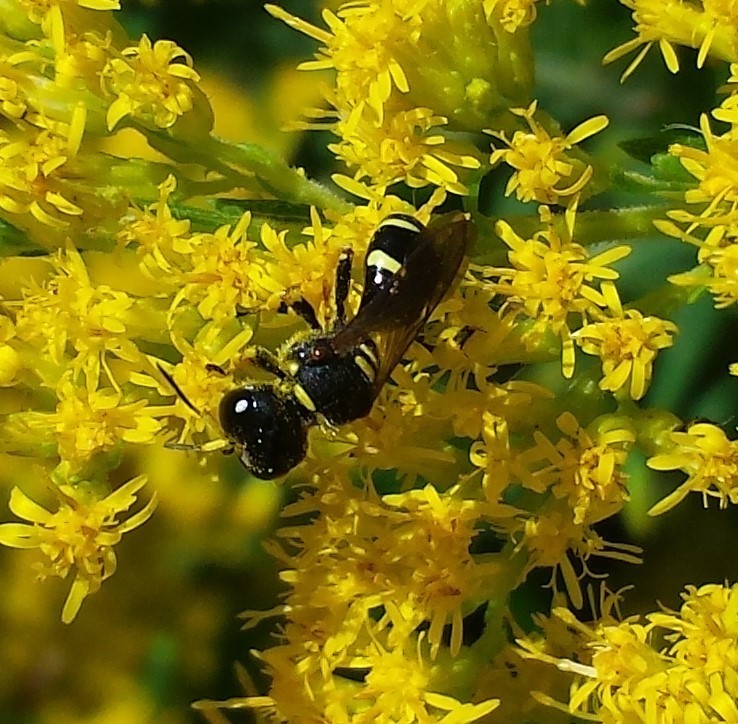 Ectemnius continuus (Common Ectemnius), California species