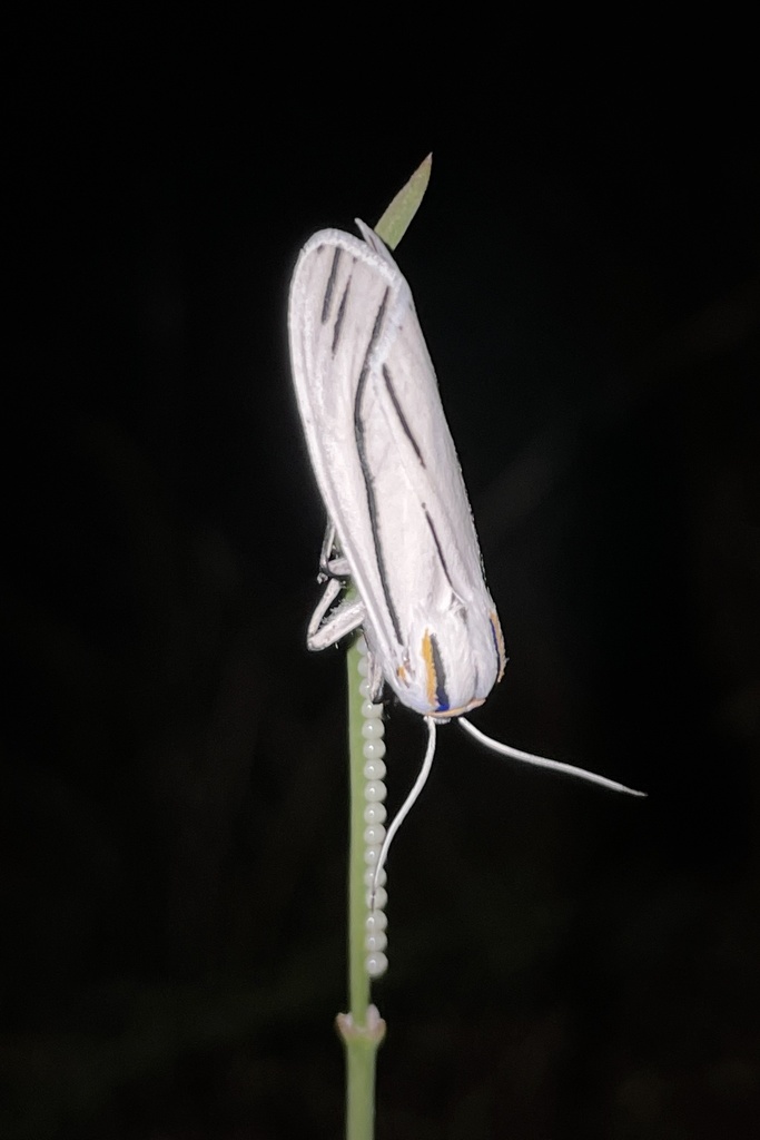 Ectypia clio, California species