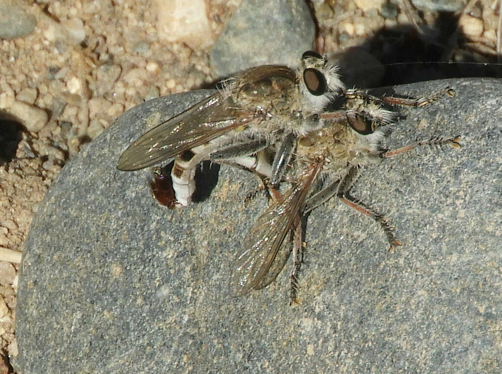 Efferia albibarbis (Sand Hammertail), California species