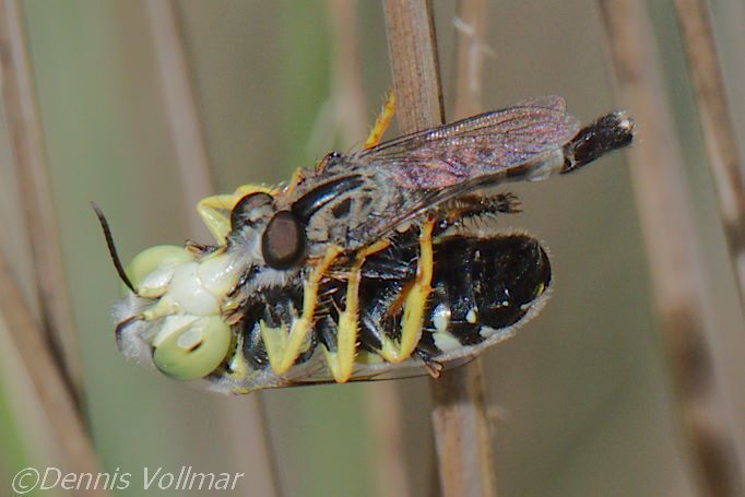 Efferia macroxipha (Glamis Robberfly), California species