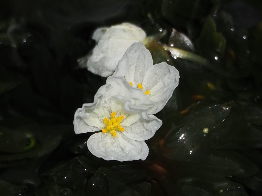 Egeria densa (Brazilian water weed), non-native California herb