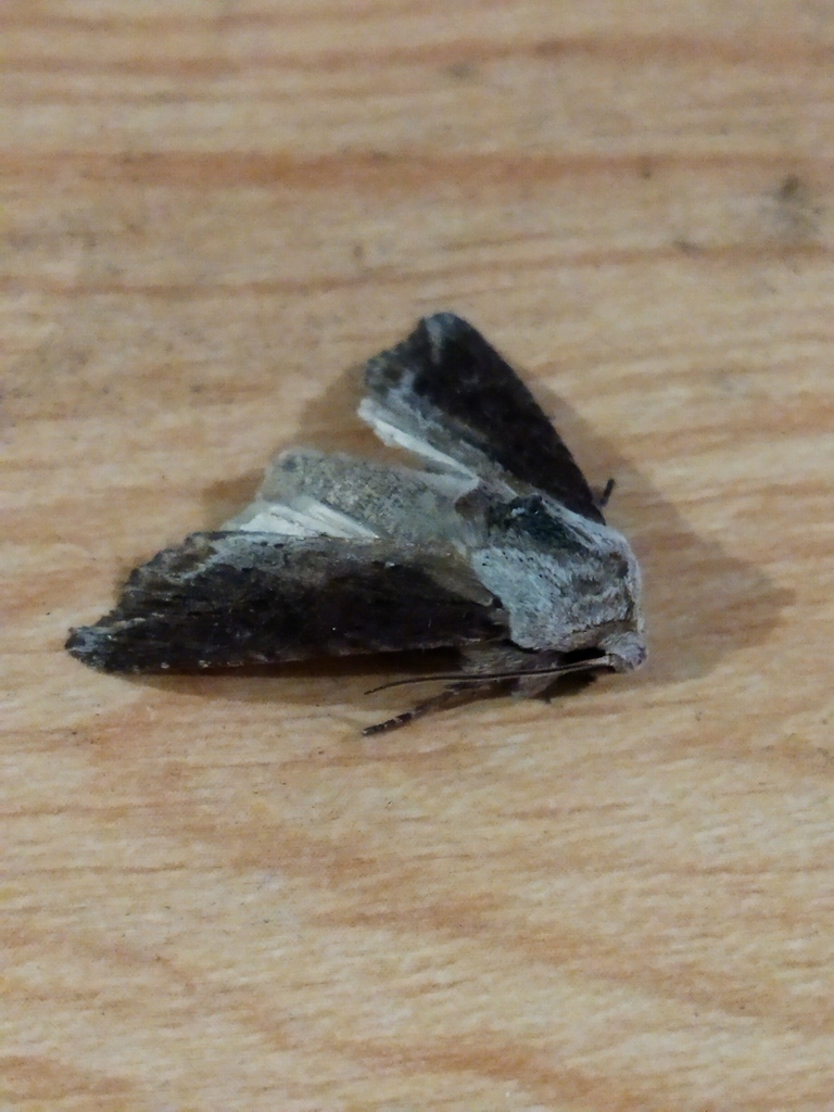 Egira candida, California species