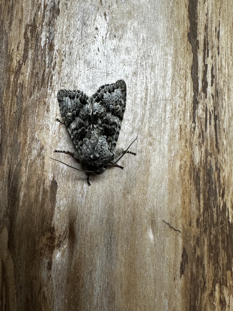 Egira cognata, California species