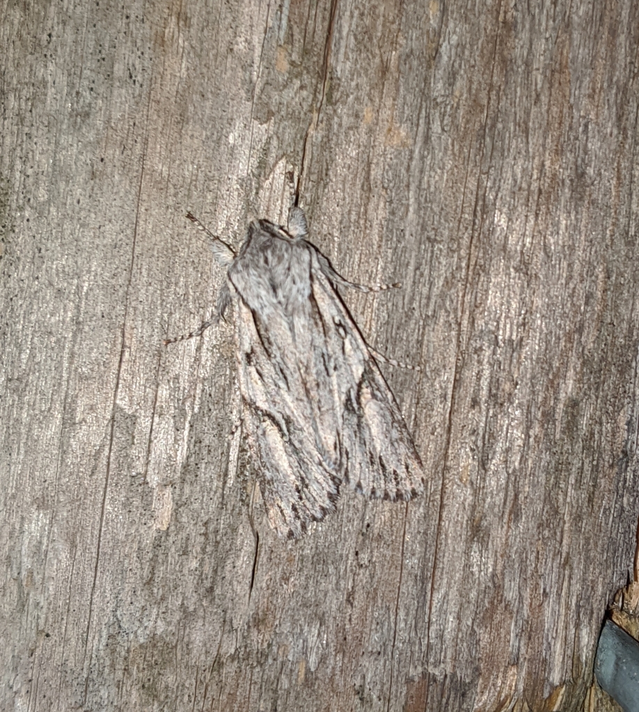 Egira crucialis, California species