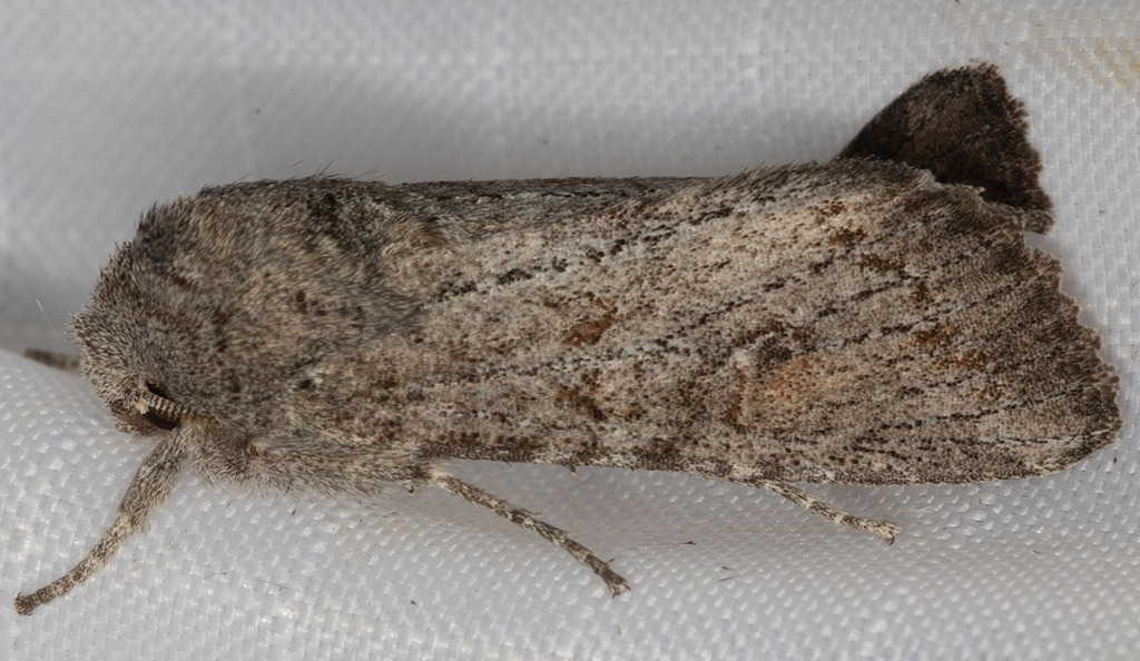 Egira curialis (Curious Egira), California species