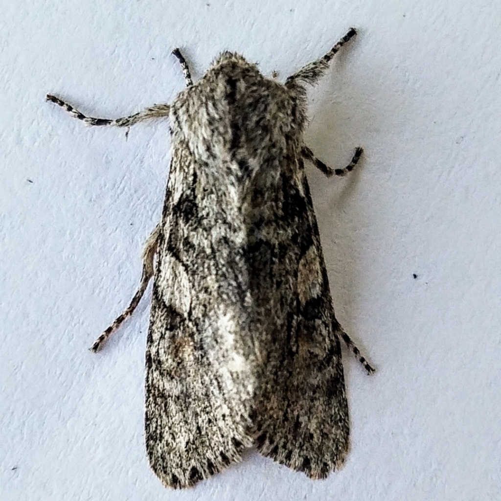 Egira hiemalis, California species