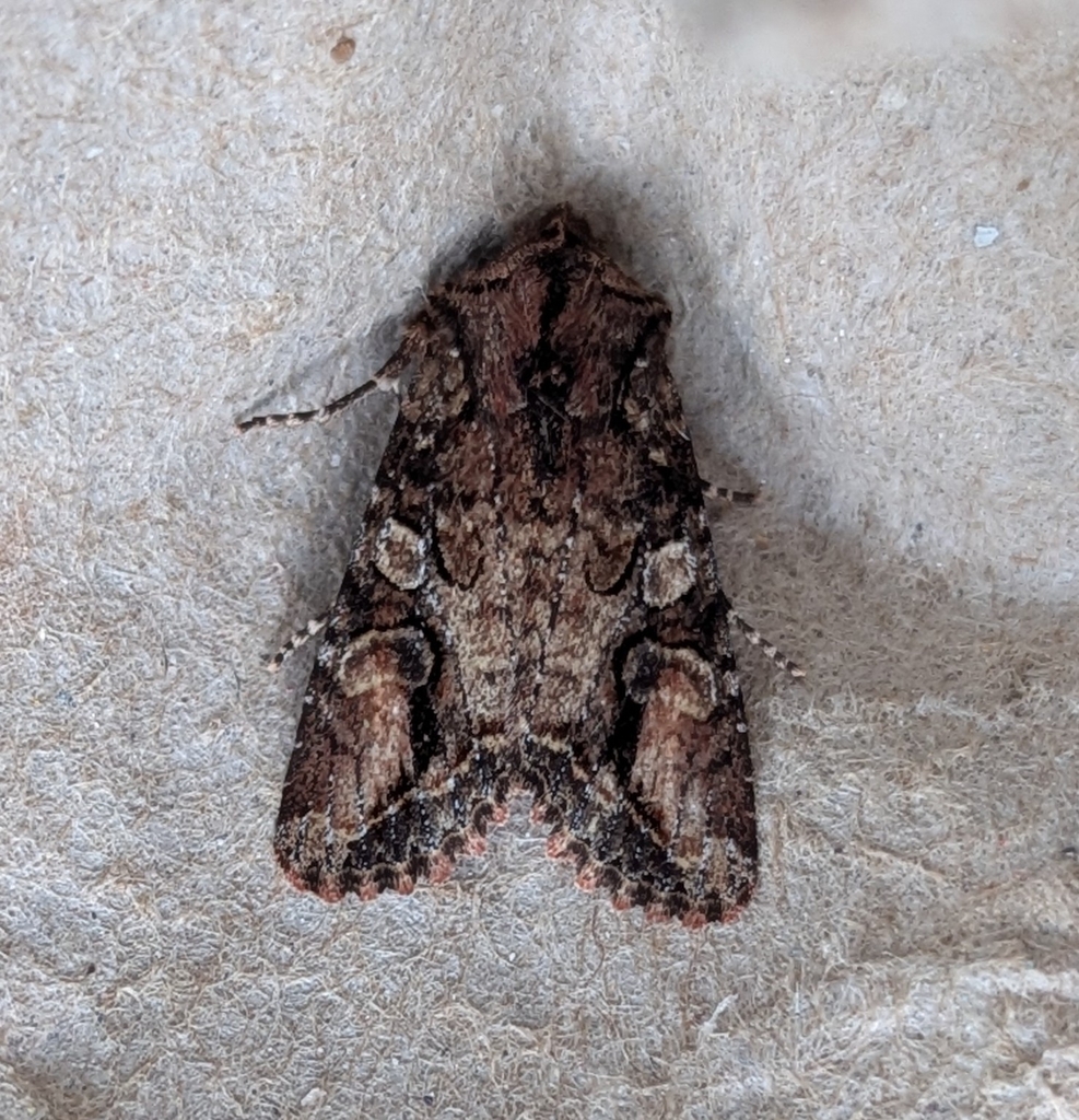 Egira perlubens, California species