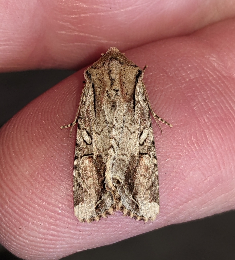 Egira rubrica, California species