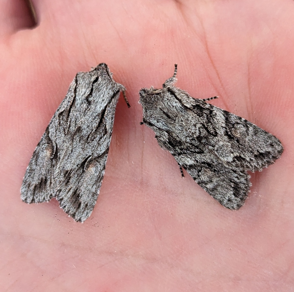 Egira simplex, California species