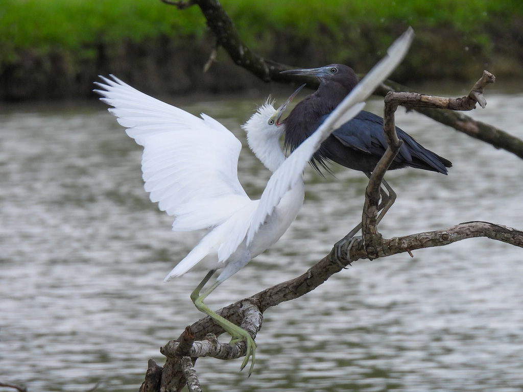 Egretta caerulea (Little Blue Heron), California species