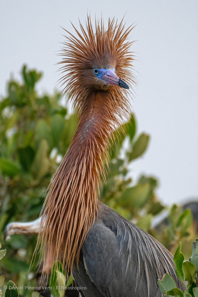 Egretta rufescens (Reddish Egret), California species