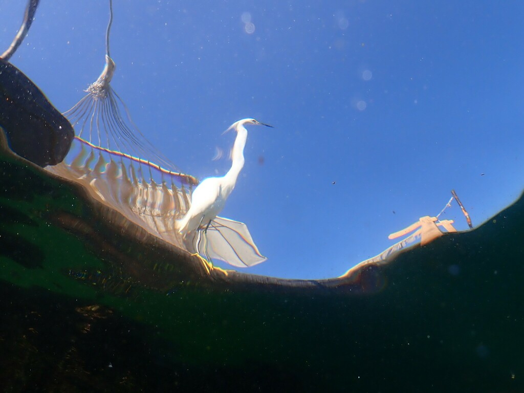 Egretta thula (Snowy Egret), California species
