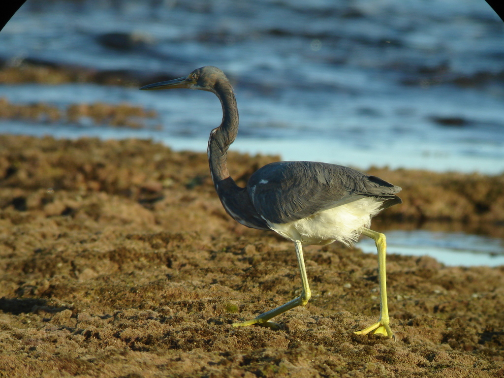 Egretta tricolor (Tricolored Heron), California species