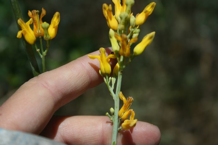 Ehrendorferia chrysantha (Golden eardrops), native California herb