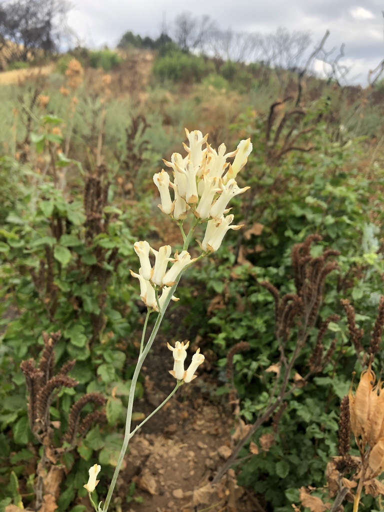 Ehrendorferia ochroleuca (White eardrops), native California herb