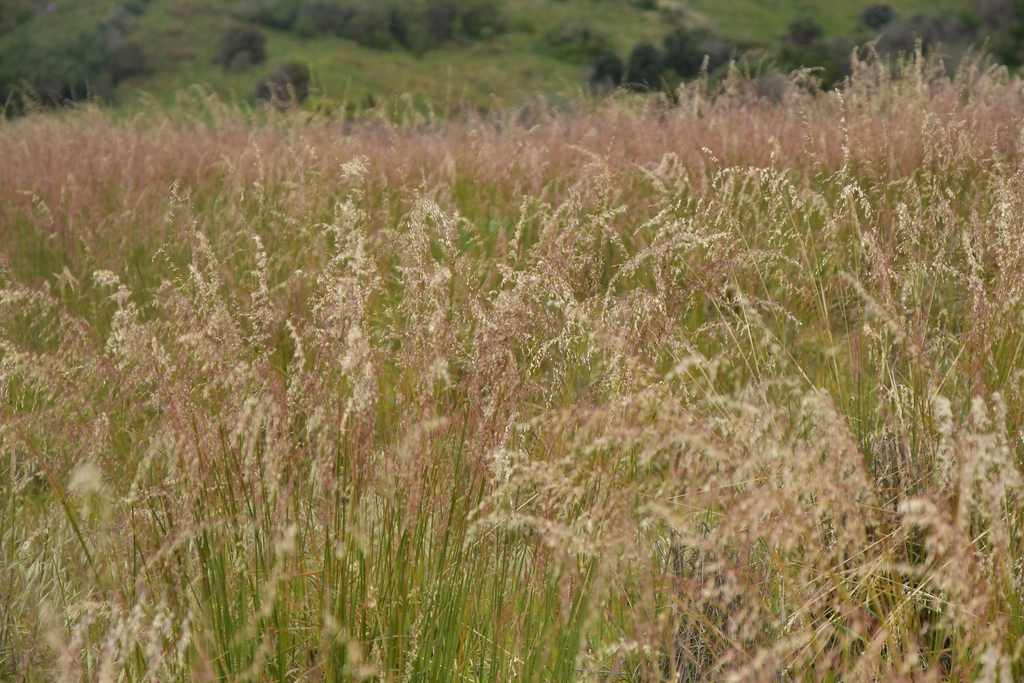 Ehrharta calycina (Perennial veldt grass), non-native California grass