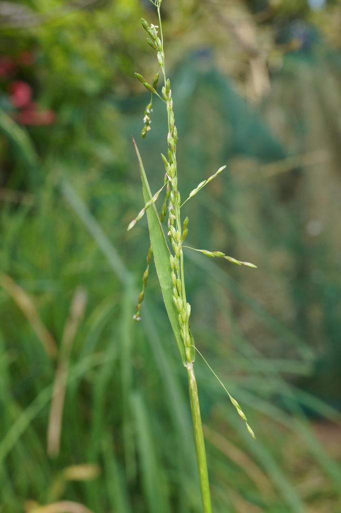 Ehrharta erecta (Panic veldt grass), non-native California grass