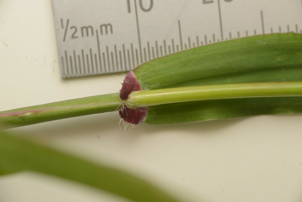 Ehrharta longiflora (Long-flowered veldt grass), non-native California grass