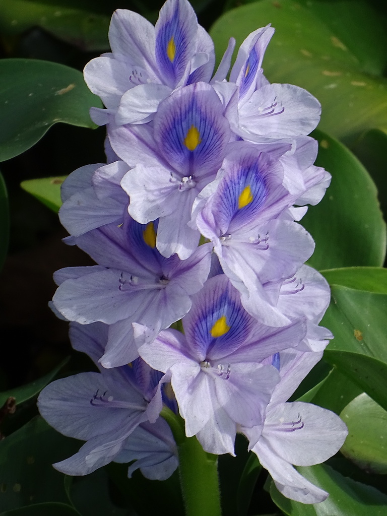 Eichhornia crassipes (Common water hyacinth), non-native California herb