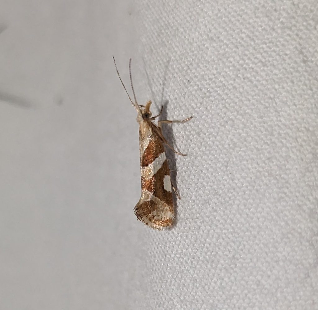 Eidophasia vanella (Eidophasia Moth), California species