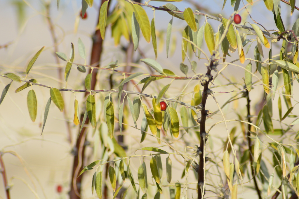 Elaeagnus angustifolia (Russian olive), non-native California shrub / tree