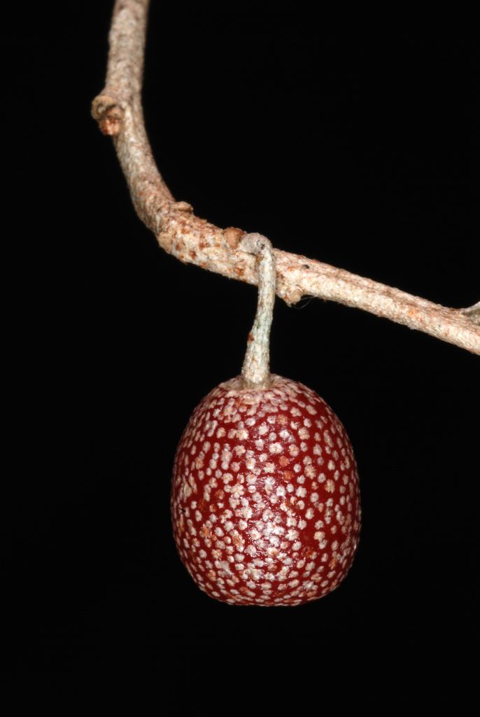 Elaeagnus sp., non-native California shrub