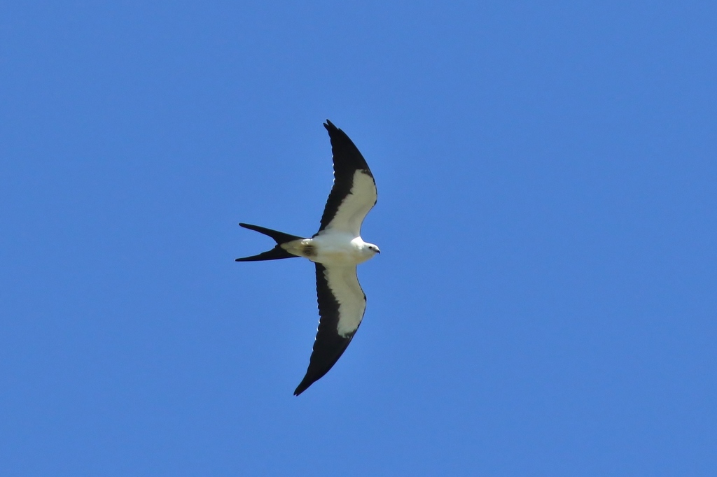 Elanoides forficatus (Swallow-tailed Kite), California species