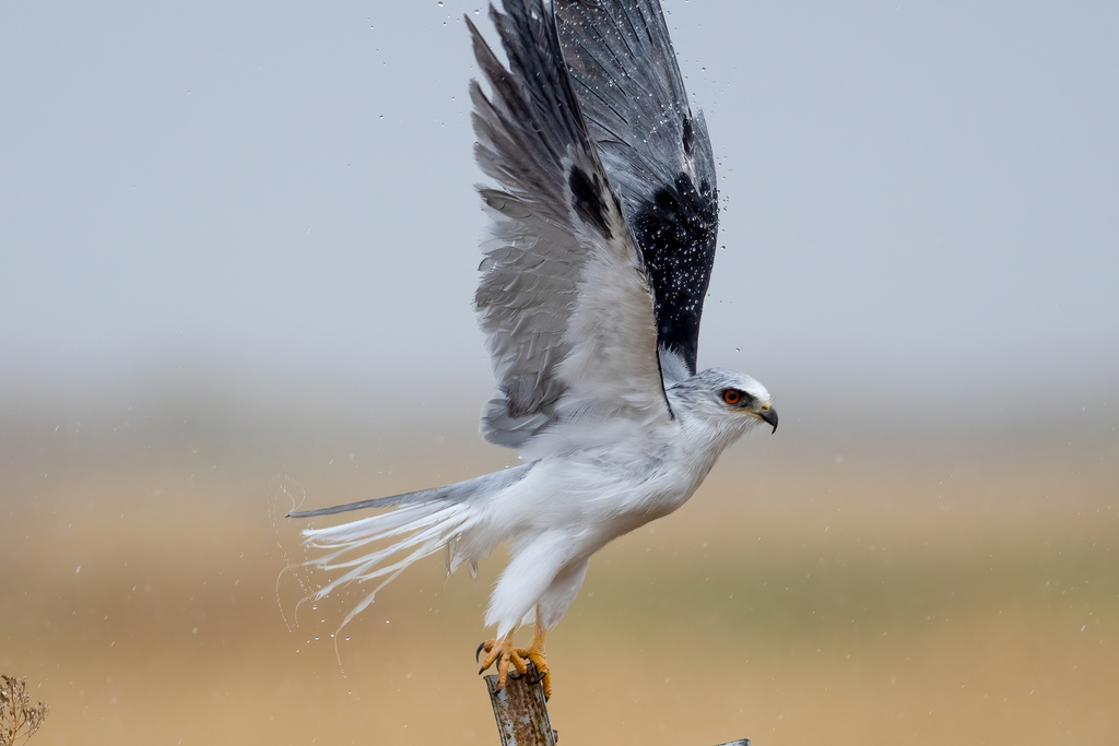 Elanus leucurus (White-tailed kite), California species