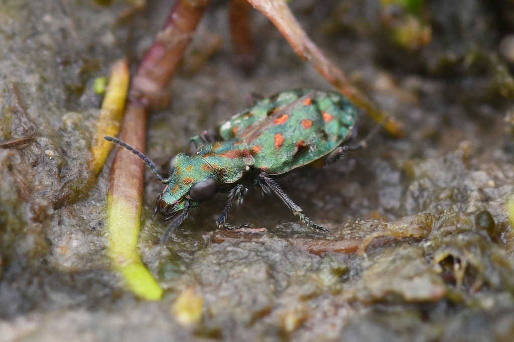 Elaphrus viridis (Delta green ground beetle), California species