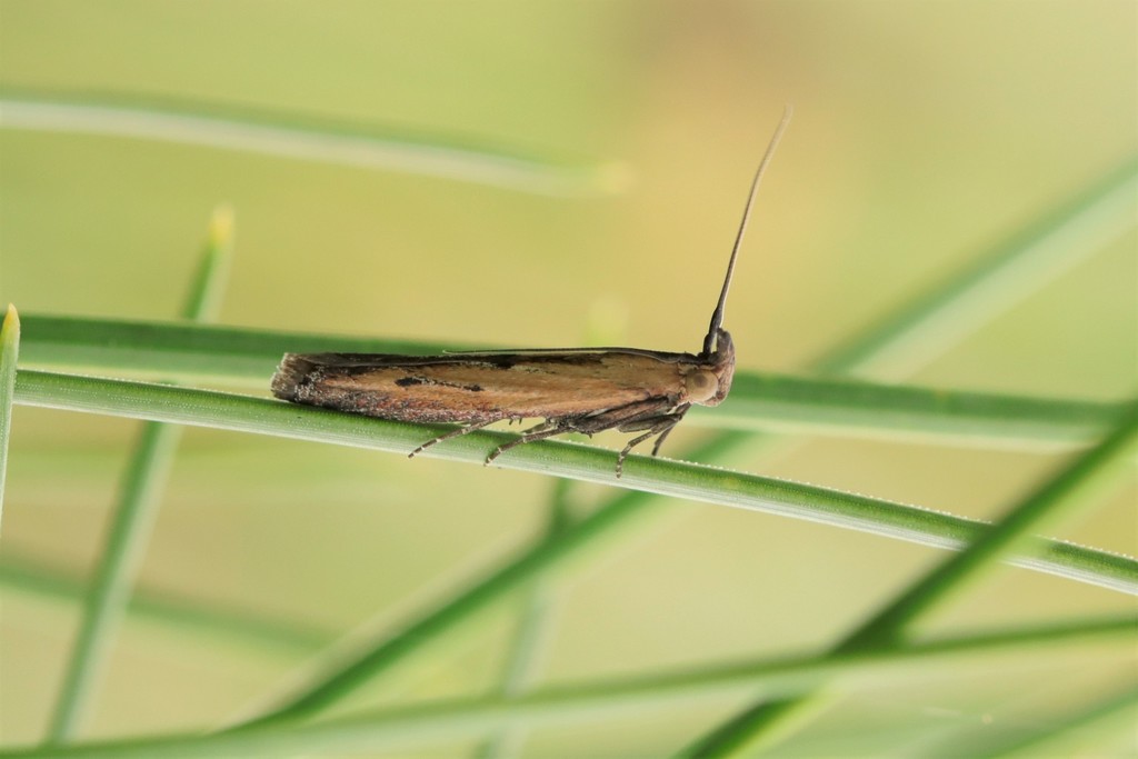 Elasmopalpus lignosellus (Lesser Cornstalk Borer), California species