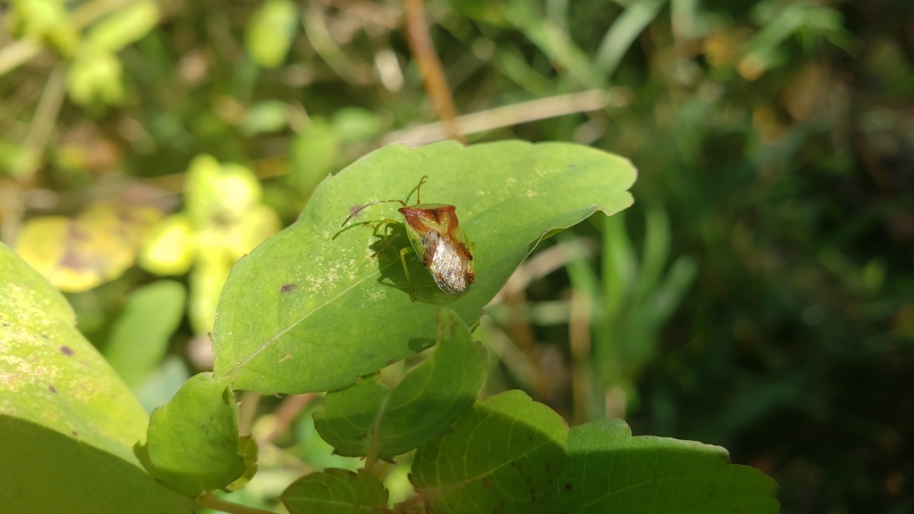 Elasmostethus cruciatus (Red-cross Shield Bug), California species