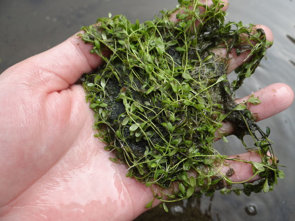 Elatine ambigua (Asian waterwort), non-native California herb