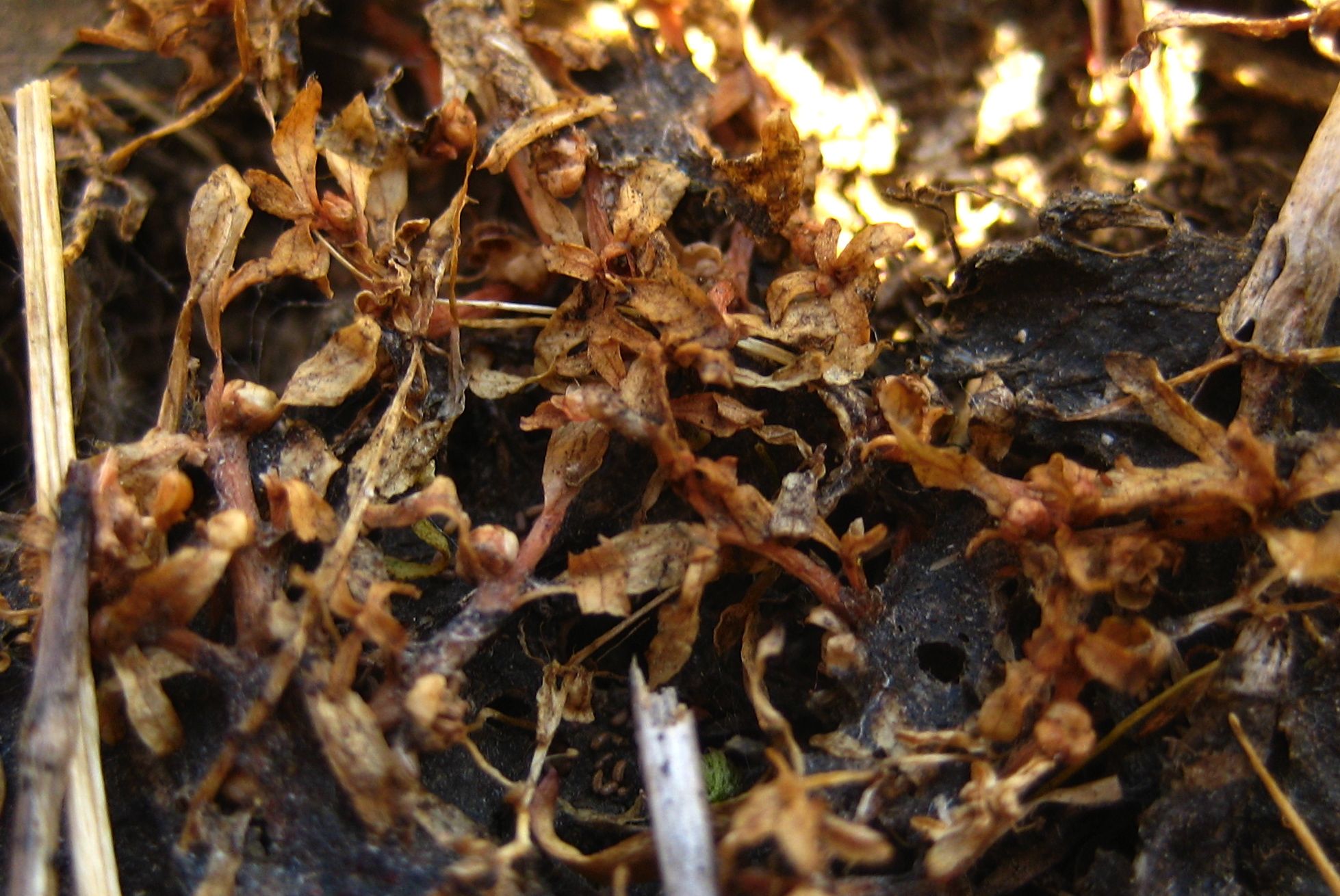Elatine brachysperma (Short seed waterwort), native California herb