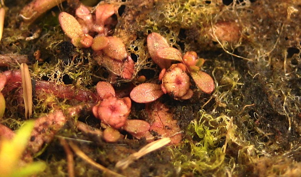 Elatine californica (California waterwort), native California herb